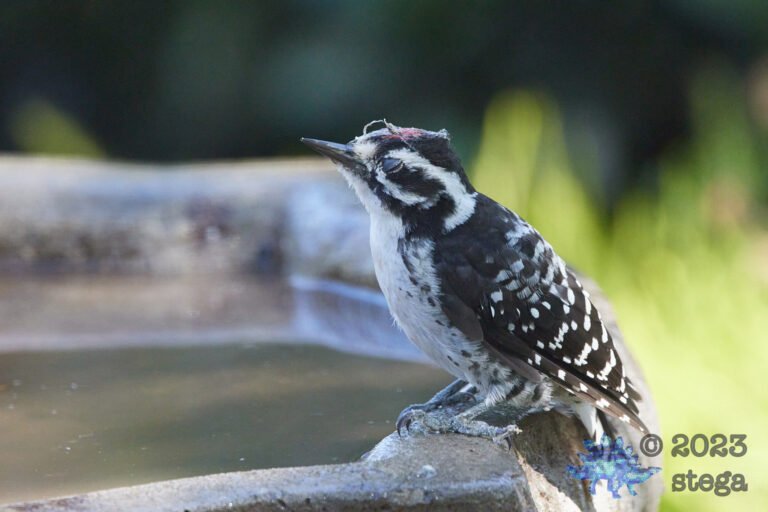 Nuttall’s Woodpecker