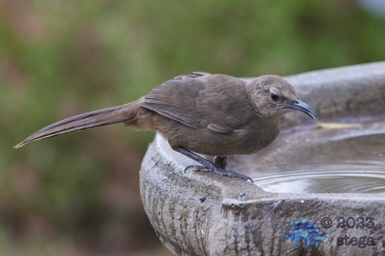 California Thrasher