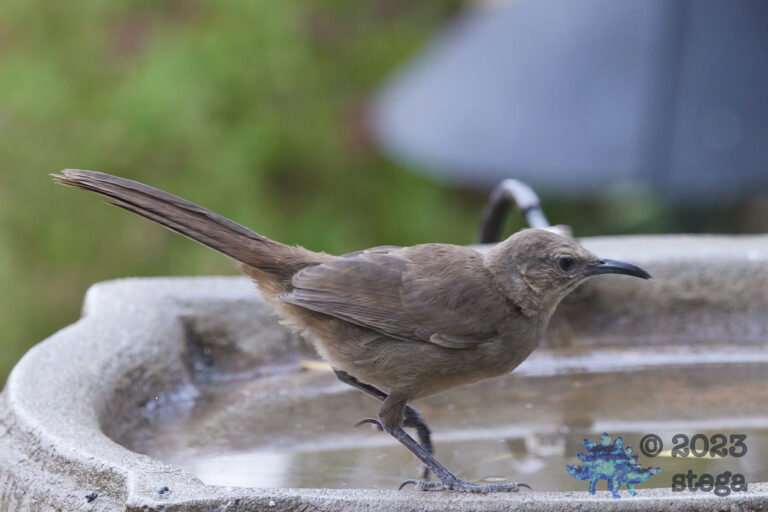 California Thrasher