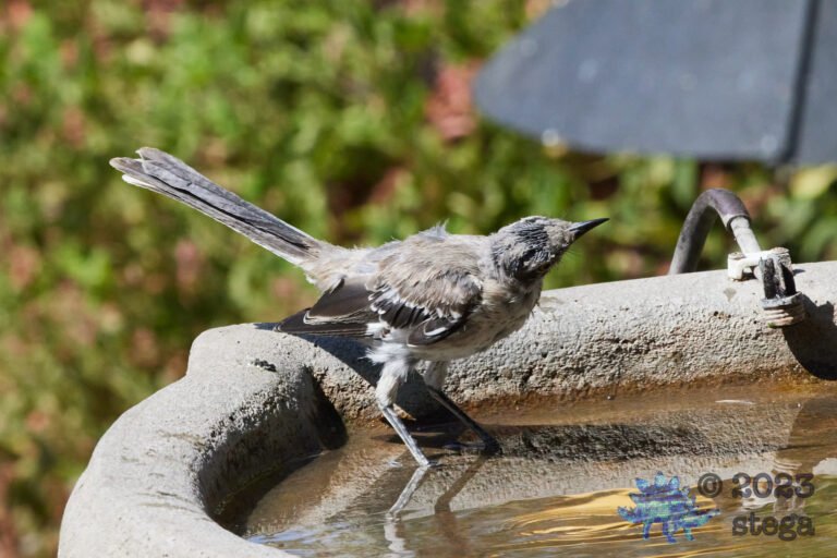 Northern Mockingbird