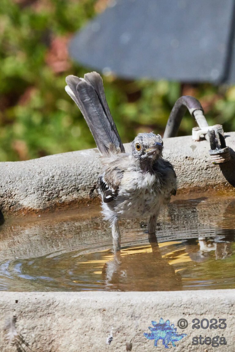 Northern Mockingbird