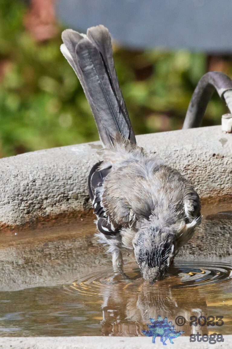 Northern Mockingbird