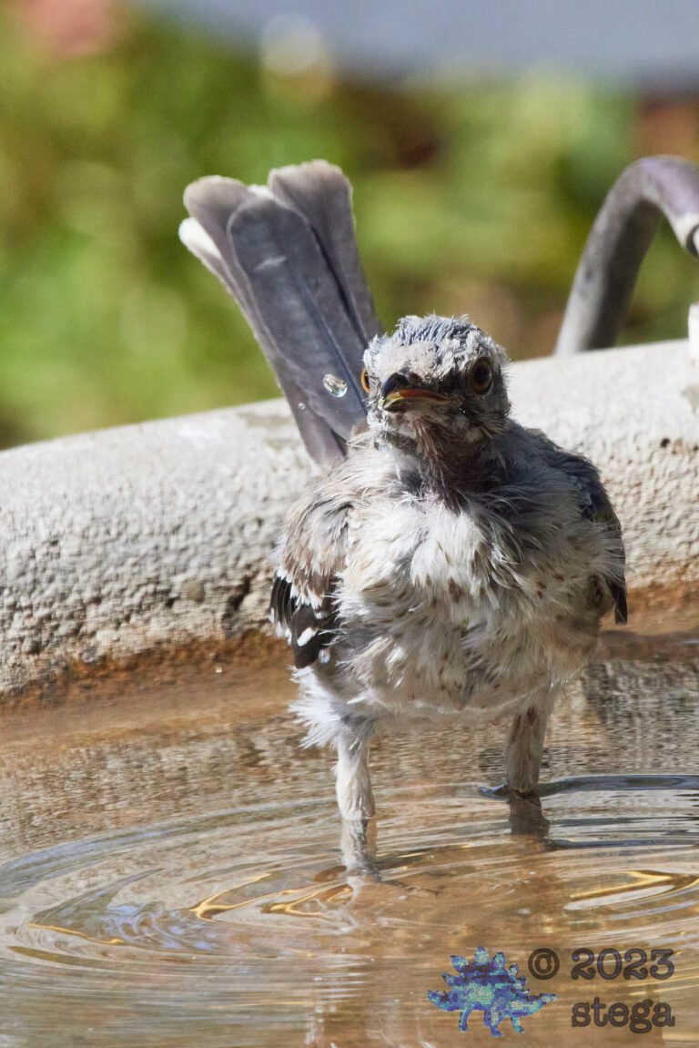 Northern Mockingbird