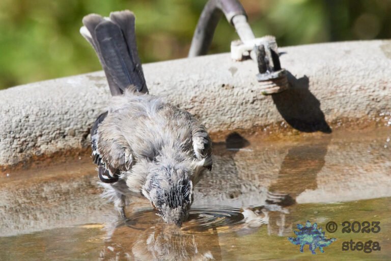 Northern Mockingbird