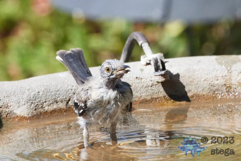Northern Mockingbird