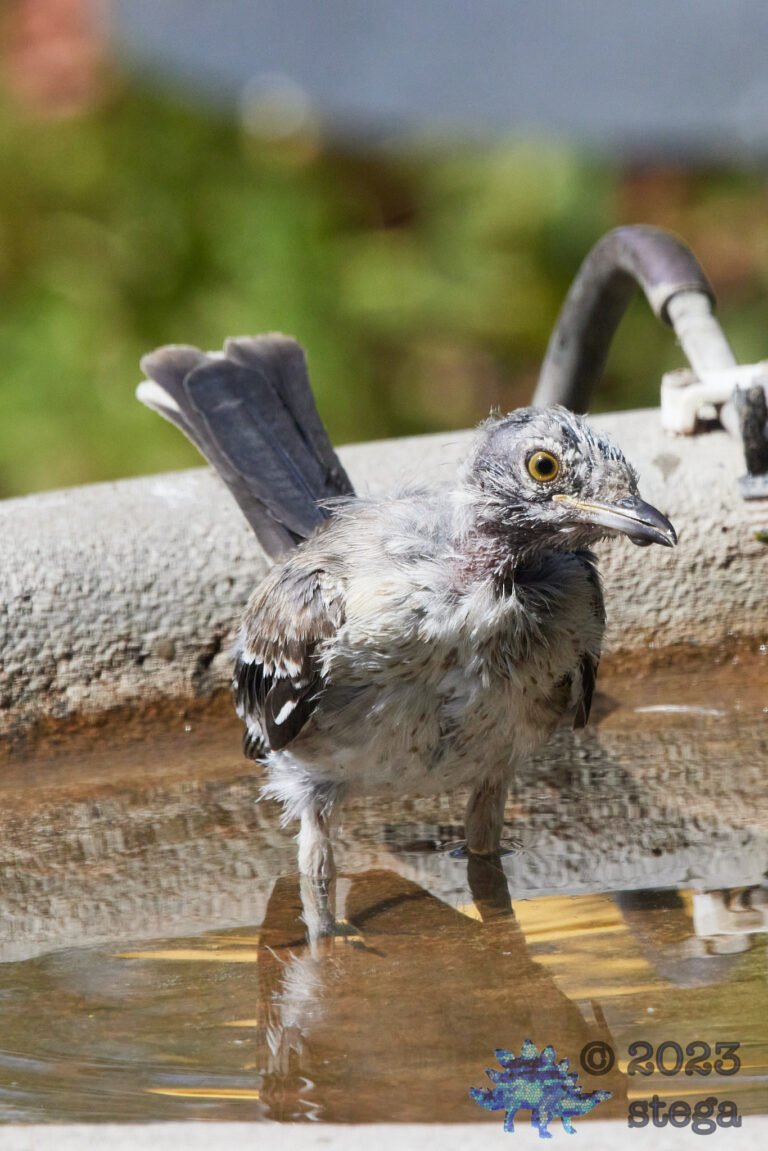 Northern Mockingbird