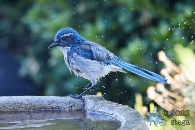 California Scrub Jay