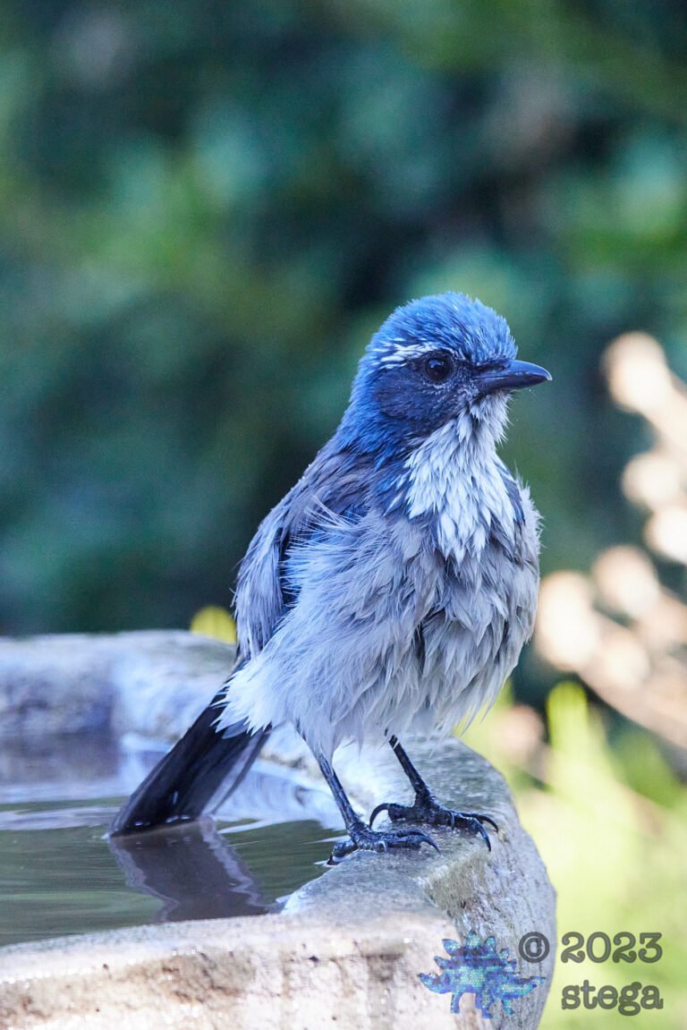 California Scrub Jay