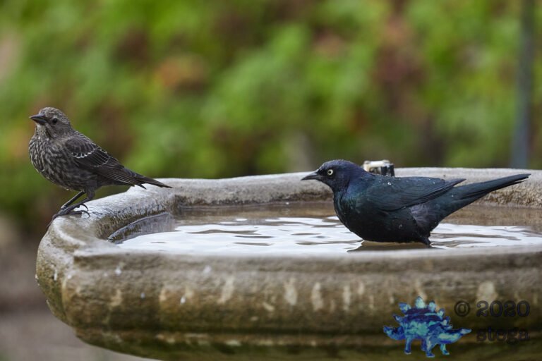 Brewer’s Blackbirds