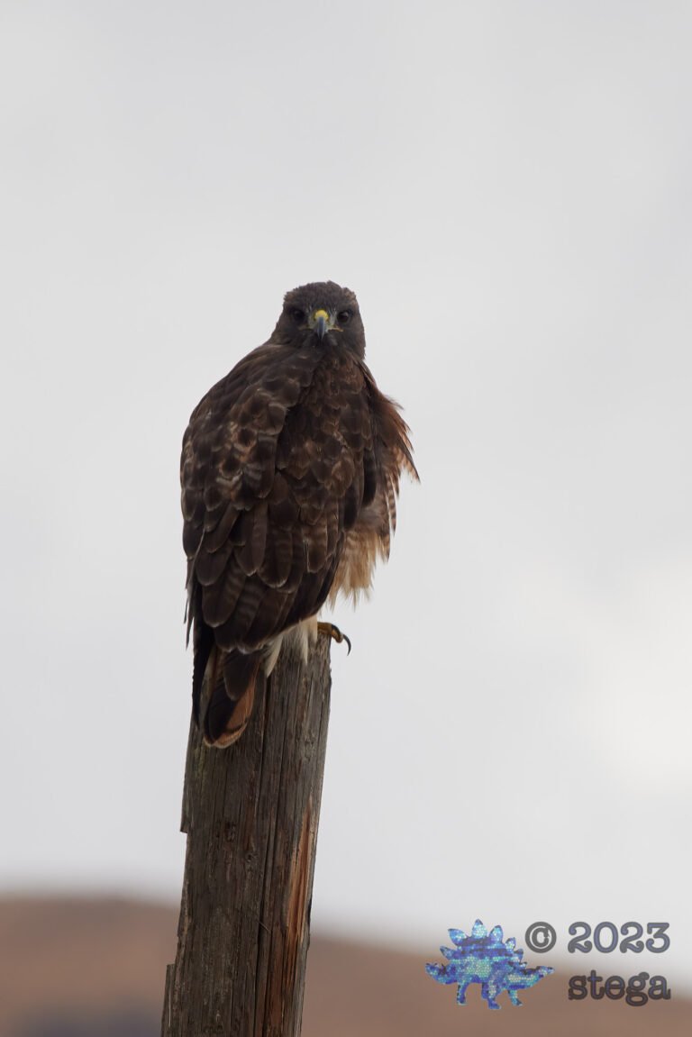 Red-Tailed Hawk