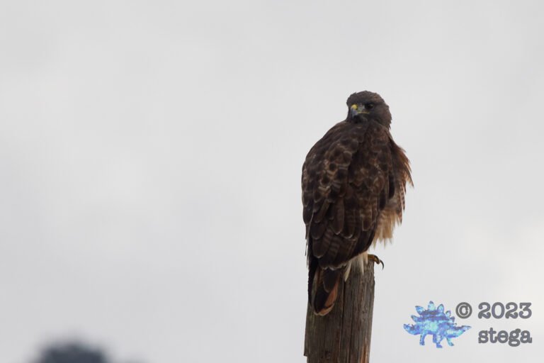 Red-Tailed Hawk