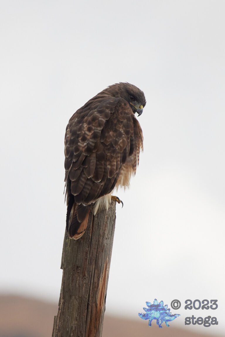 Red-Tailed Hawk