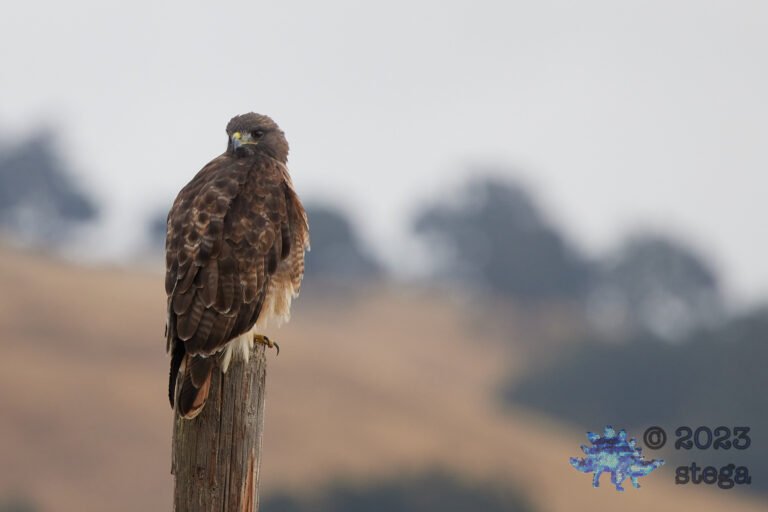 Red-Tailed Hawk