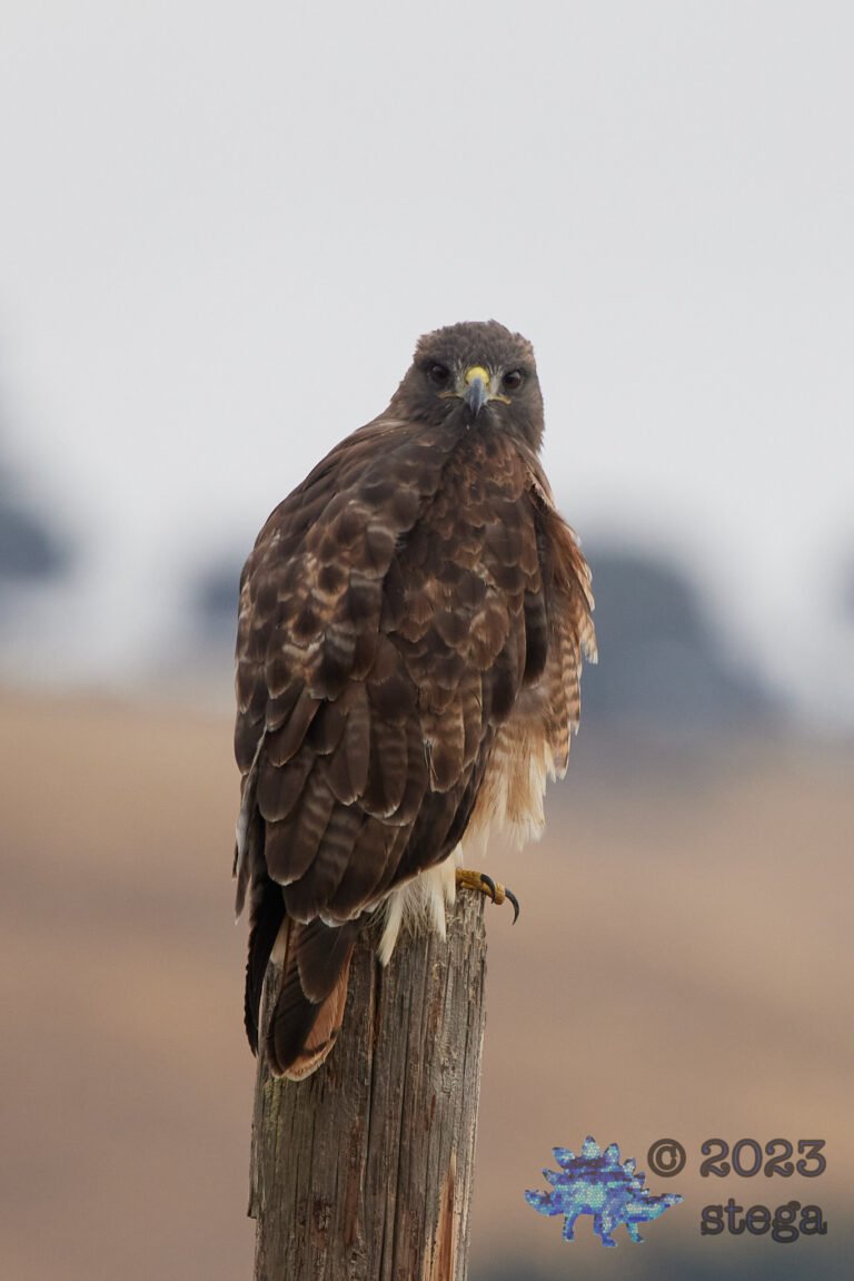 Red-Tailed Hawk