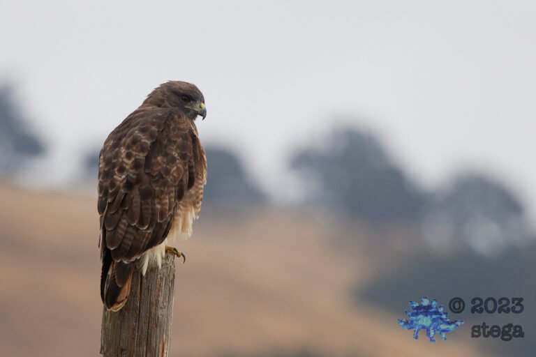 Red-Tailed Hawk