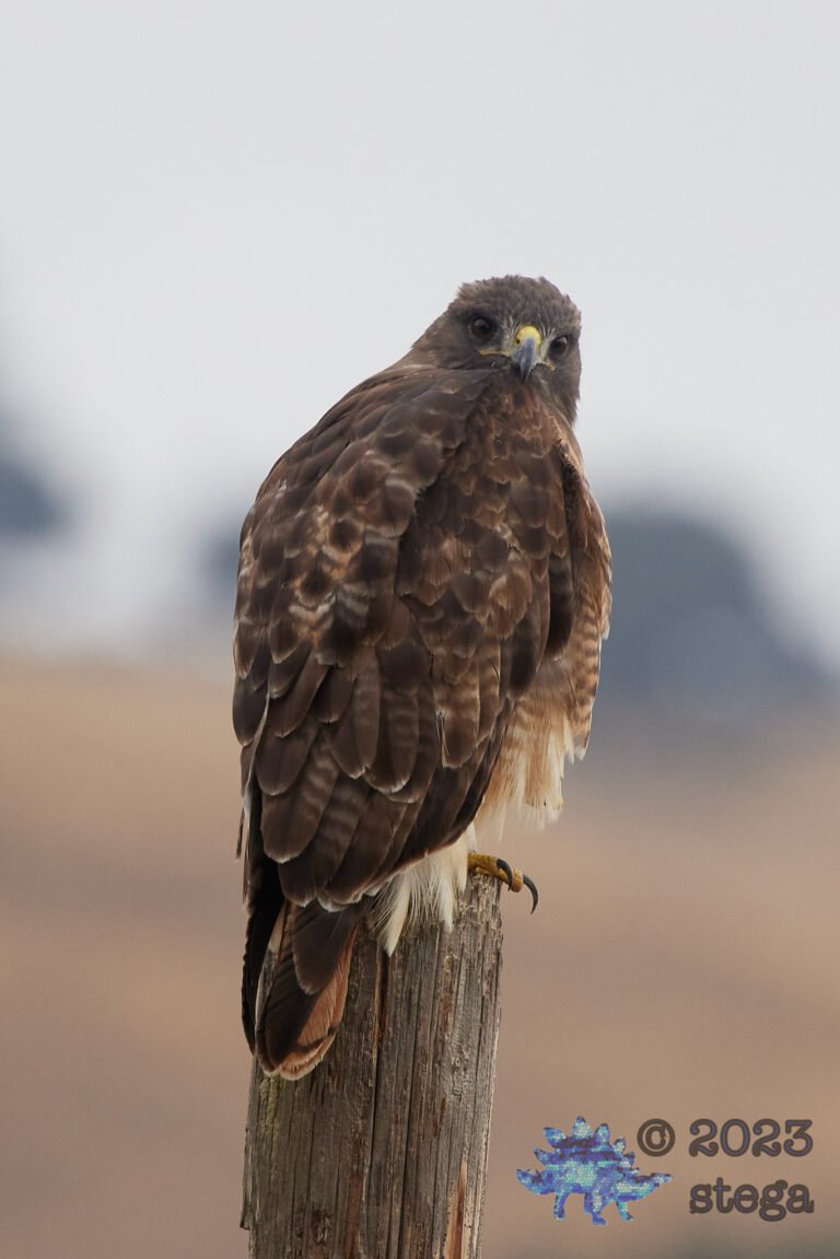 Red-Tailed Hawk