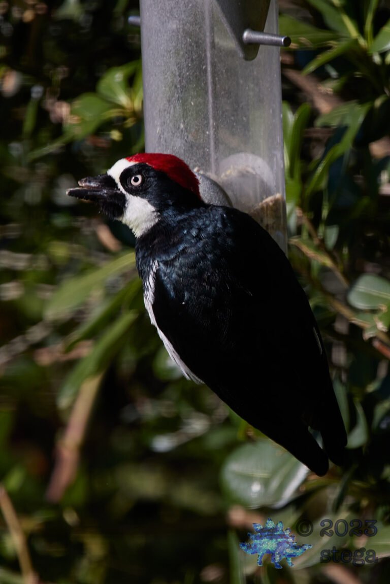 Acorn Woodpecker With Broken Beak