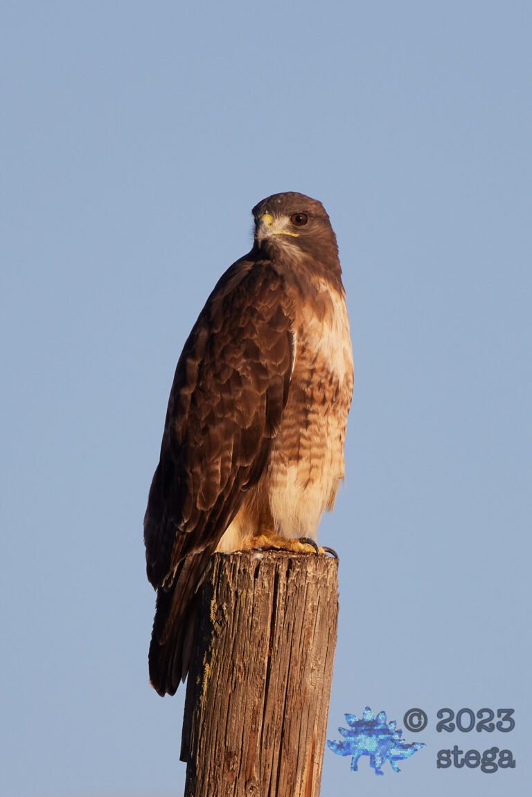 Red-Tailed Hawk