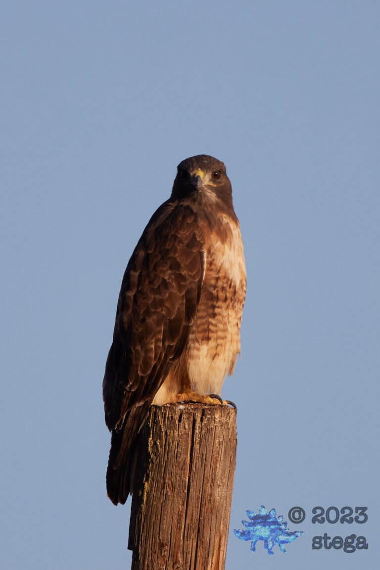 Red-Tailed Hawk