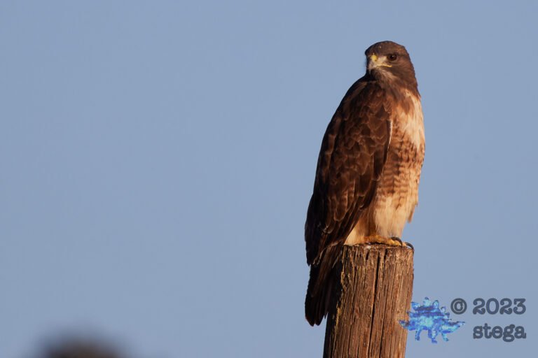 Red-Tailed Hawk