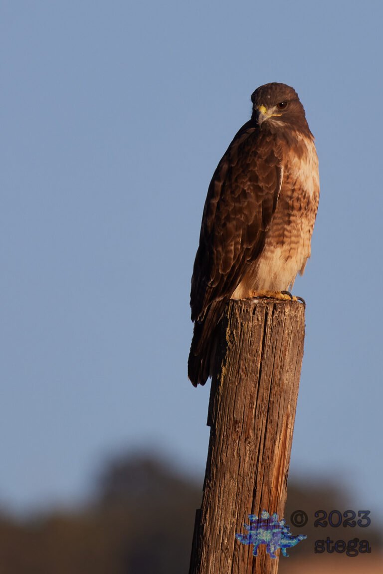 Red-Tailed Hawk