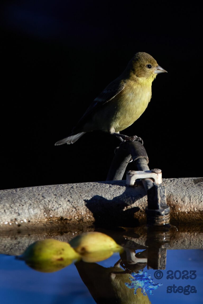 Lesser Goldfinch