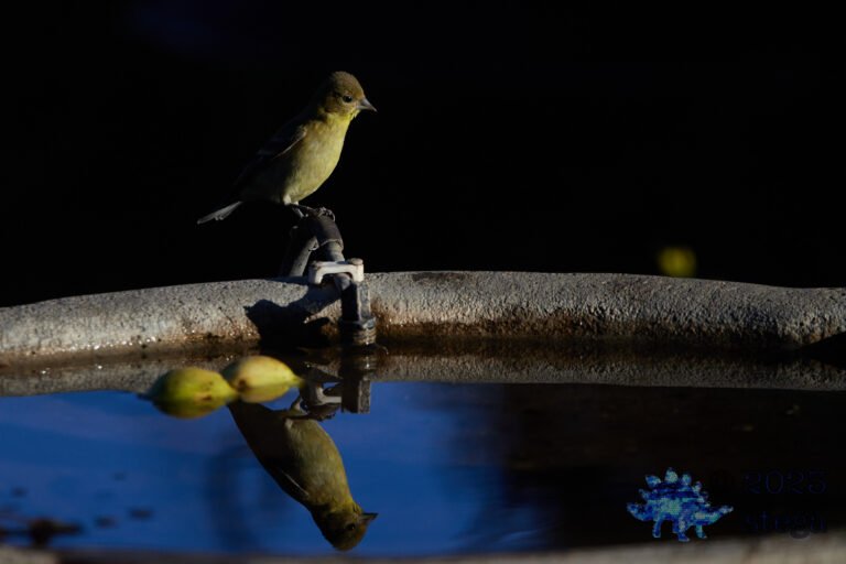 Lesser Goldfinch