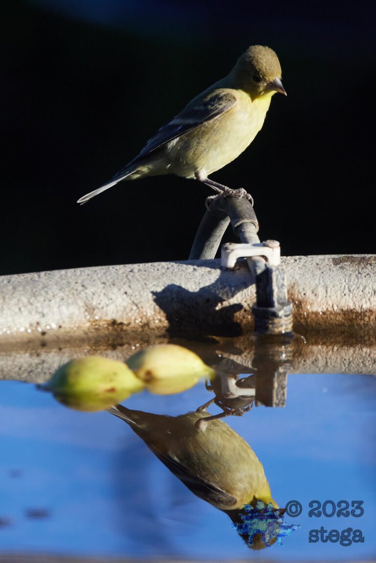 Lesser Goldfinch