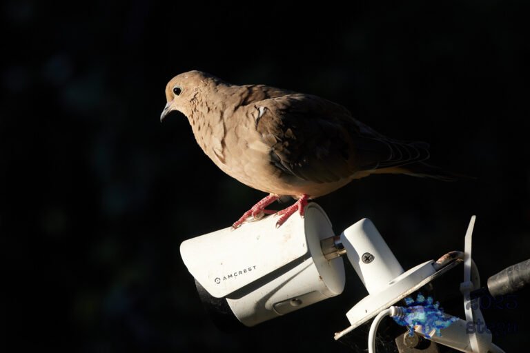 Mourning Dove