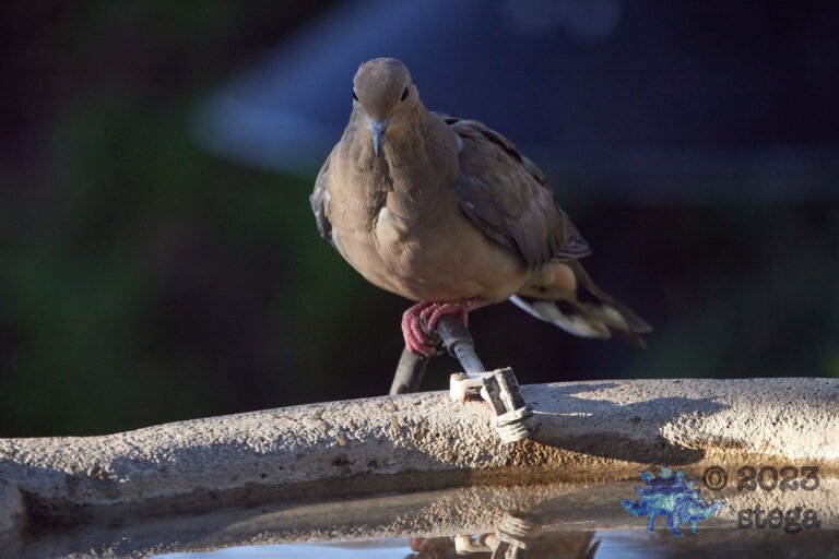 Mourning Dove