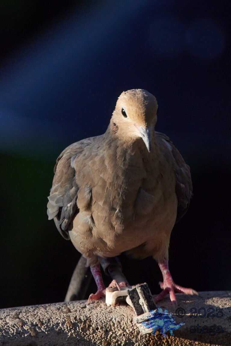 Mourning Dove