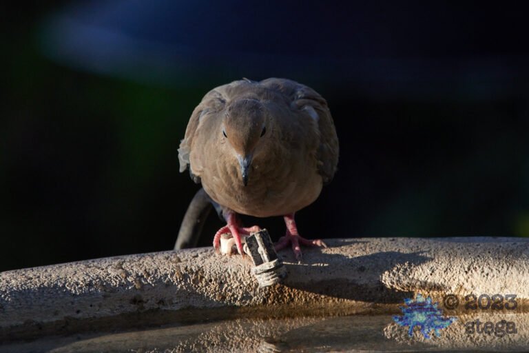 Mourning Dove
