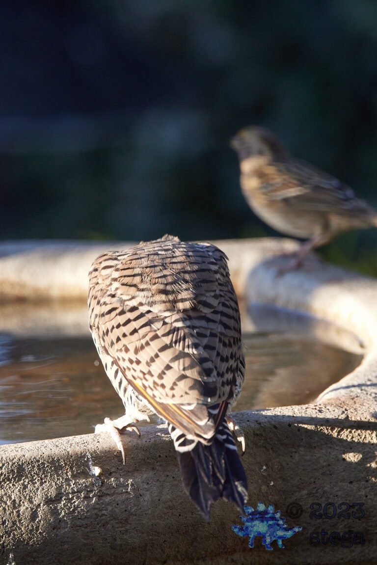 Northern Flicker