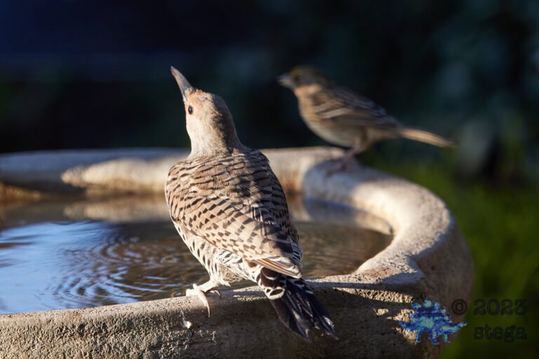 Northern Flicker