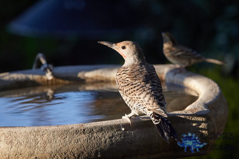 Northern Flicker