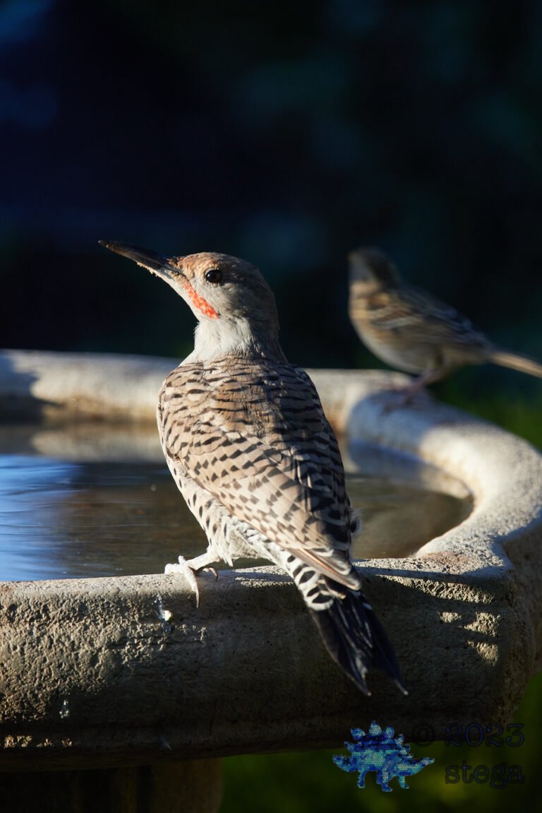Northern Flicker