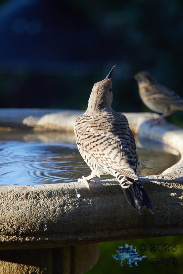 Northern Flicker