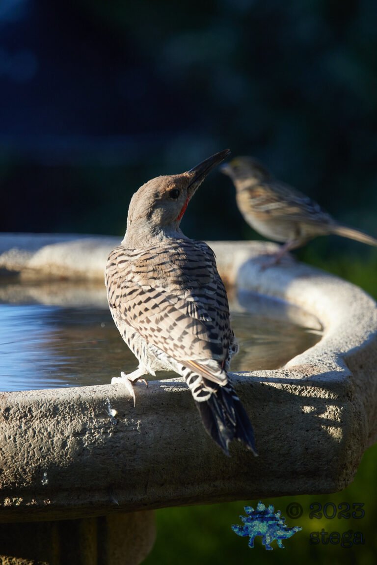 Northern Flicker