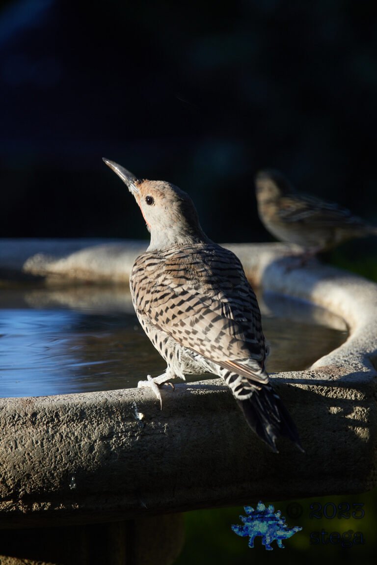 Northern Flicker