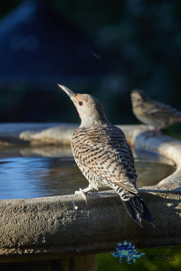 Northern Flicker
