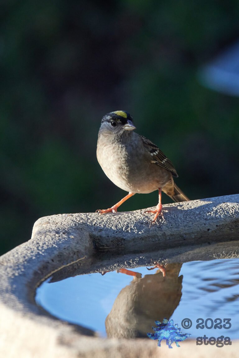 Gold-Crowned Sparrow