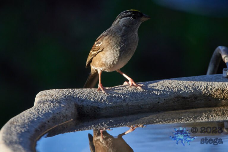 Sparrow Week