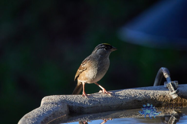 Sparrow Week