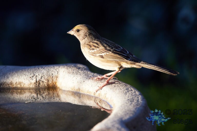 Gold-Crowned Sparrow