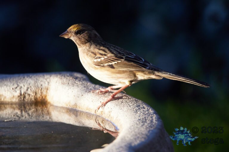 Sparrow Week
