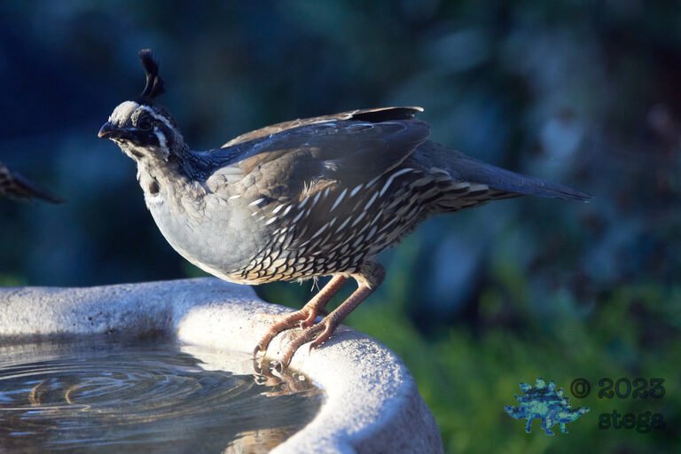 California Quail Week