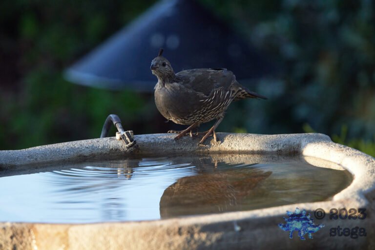California Quail Week