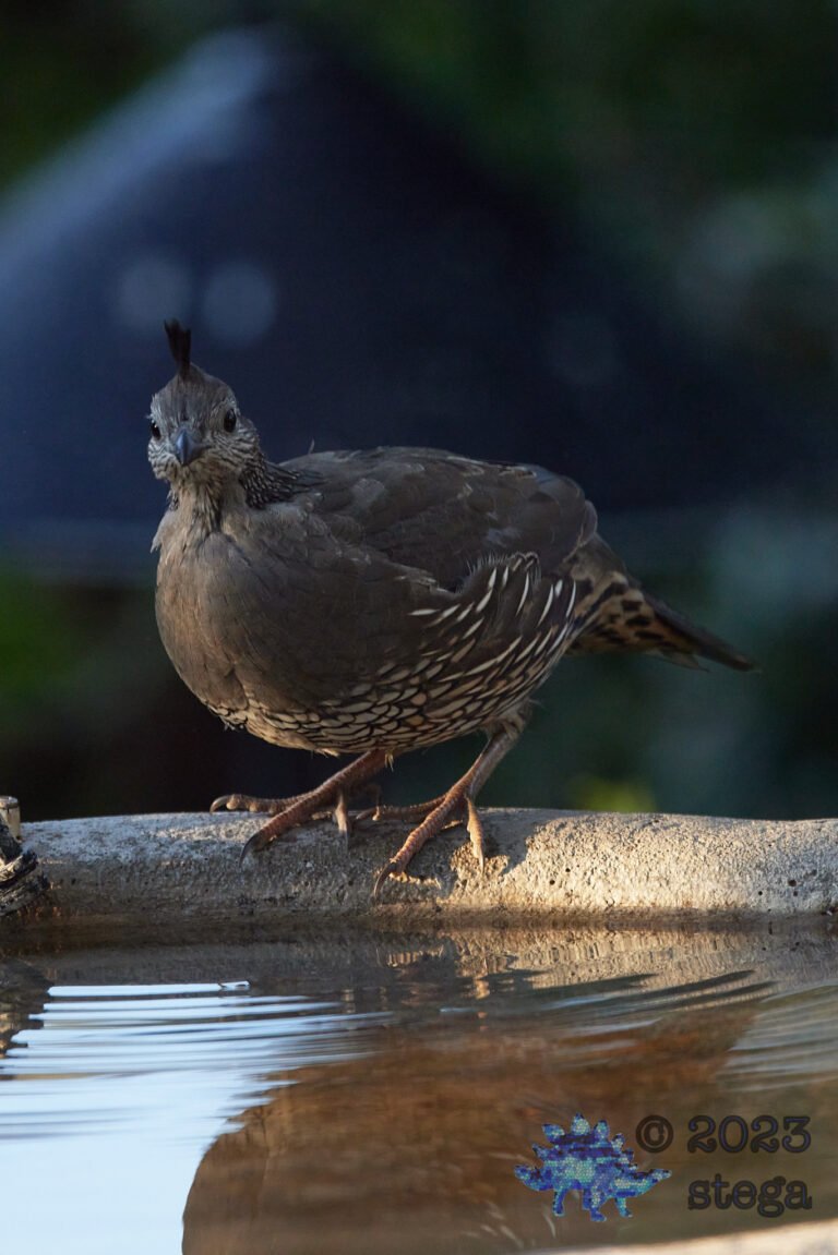 California Quail Week