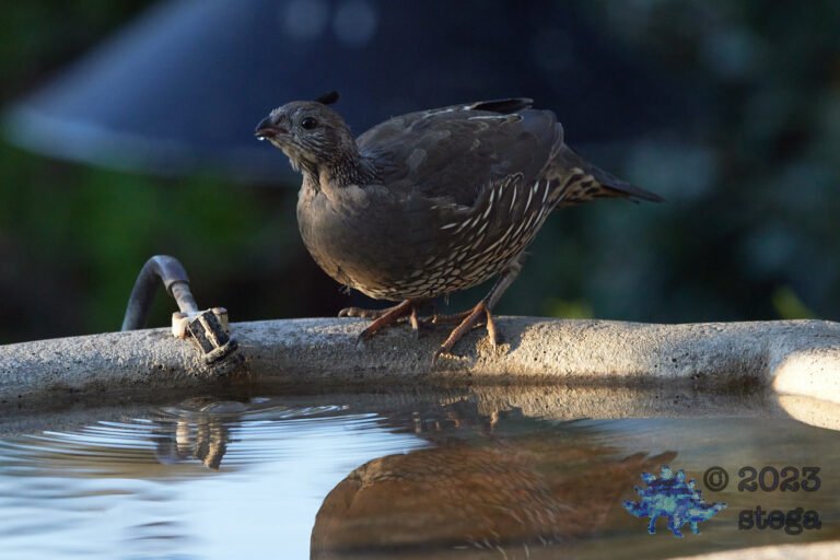 California Quail Week