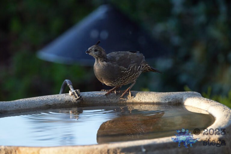 California Quail